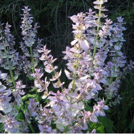 Мускатний насіння шавлії (GL Seeds)