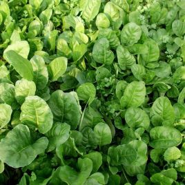 Озимий насіння шпинату (GL Seeds)
