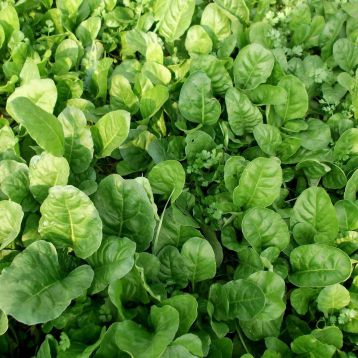 Озимий насіння шпинату (GL Seeds)
