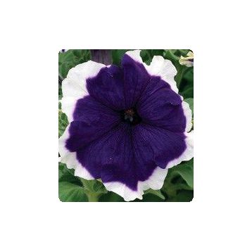 Петуния Серенада Blue (синяя) 