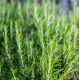 Розмарин насіння (GL Seeds)