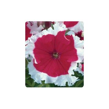 Петунія Серенада Cherry (черрі)