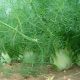 Фенхель Зефир семена (GL Seeds)