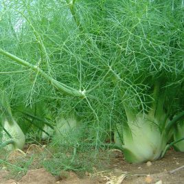 Фенхель Зефір насіння (GL Seeds) 