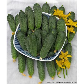 семена огурца кузнечик f1