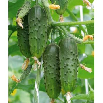 семена огурца стрекоза f1