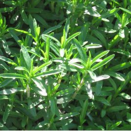 Чабер городній насіння (GL Seeds)