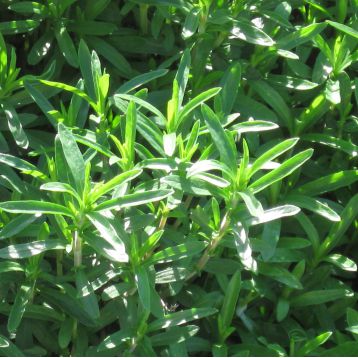 Чабер городній насіння (GL Seeds)