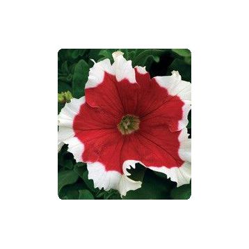 Петуния Серенада Red (красная) 