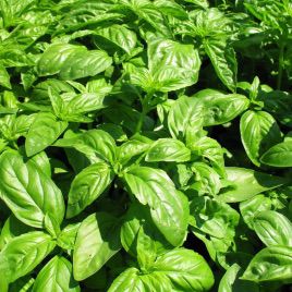 Лимонный семена базилика зеленого (GL Seeds)