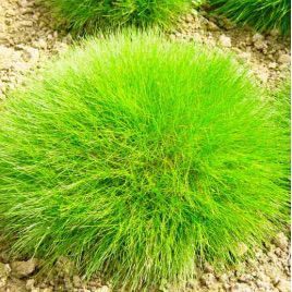 Костриця насіння (GL Seeds)
