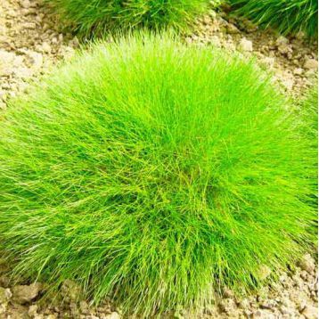 Овсяница семена (GL Seeds)