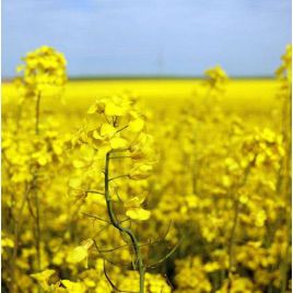 Сурепица (медонос и сидерат) семена (Украина)