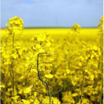 Сурепица (медонос и сидерат) семена (Украина)