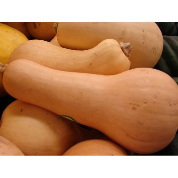 Тыква Новинка семена тыквы (GL Seeds) 