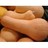 Тыква Новинка семена тыквы (GL Seeds) 