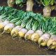 Урсус Поли семена свеклы кормовой (Польша)