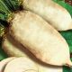 Центаур Поли семена свеклы кормовой (GL Seeds) НЕТ ТОВАРА