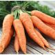 Аурантина F1 насіння моркви Нантес (Takii Seeds)