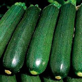 Темно-зеленый Грин семена кабачка (Hortus)