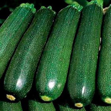 Темно-зелений Грін насіння кабачка (Hortus)