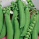 Овощное чудо семена гороха овощного (Свитязь)