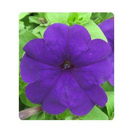 Петунія Пандора Blue (Синя)