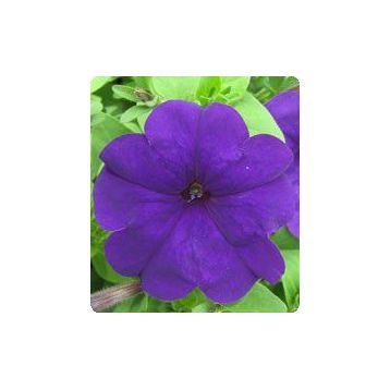 Петунія Пандора Blue (Синя)