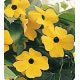 Люси Sunset семена тунбергии крылатой (Kitano Seeds)