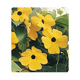 Люси Sunset семена тунбергии крылатой (Kitano Seeds)