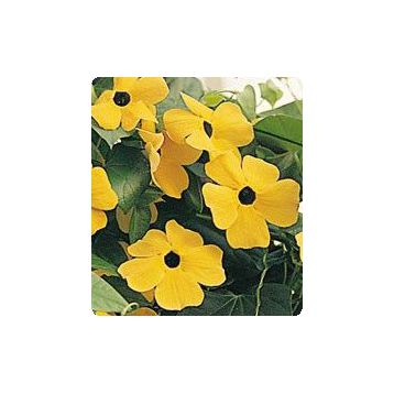 Люси Sunset семена тунбергии крылатой (Kitano Seeds)
