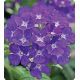 Мадам Blue семена вербены гибридной (Kitano Seeds)