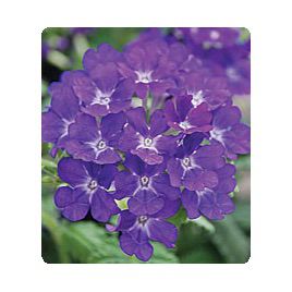 Мадам Blue семена вербены гибридной (Kitano Seeds)