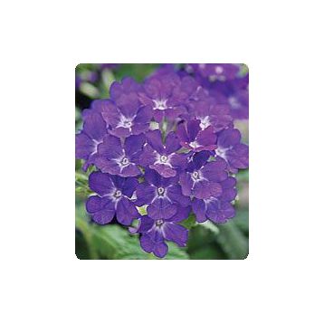 Мадам Blue семена вербены гибридной (Kitano Seeds)