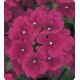 Мадам Burgundy семена вербены гибридной (Kitano Seeds)