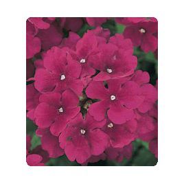 Мадам Burgundy семена вербены гибридной (Kitano Seeds)