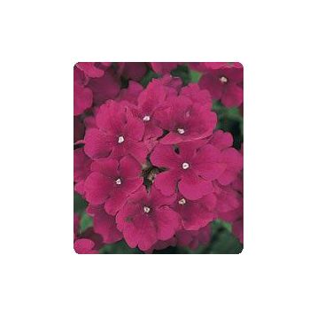 Мадам Burgundy семена вербены гибридной (Kitano Seeds)