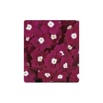 Мадам Burgundy Eye семена вербены гибридной (Kitano Seeds)
