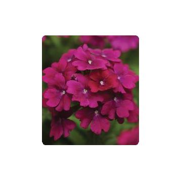 Мадам Purple семена вербены гибридной (Kitano Seeds)