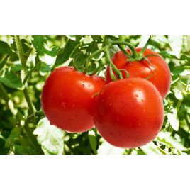 Сильвиана семена томата ранний 220-300 гр(Enza Zaden)