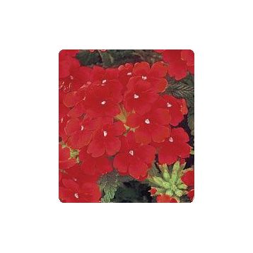Мадам Scarlet семена вербены гибридной (Kitano Seeds)