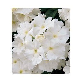 Мадам White семена вербены гибридной (Kitano Seeds)