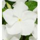 Катарантус Паула White (білий)