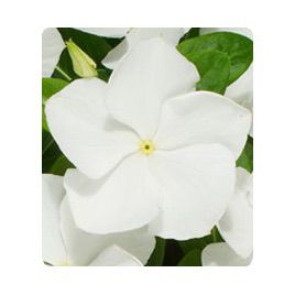 Катарантус Паула White (білий)