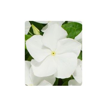 Катарантус Паула White (білий)