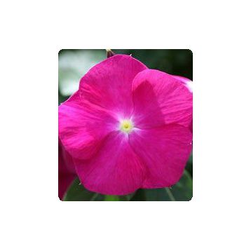 Катарантус Раймонд Raspberry