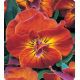 Комплимент Sunset семена виолы (Kitano Seeds)