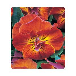 Комплимент Sunset семена виолы (Kitano Seeds)