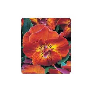 Комплимент Sunset семена виолы (Kitano Seeds)