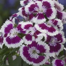 Аміко Purple Picotee насіння гвоздики дражоване (Kitano Seeds)